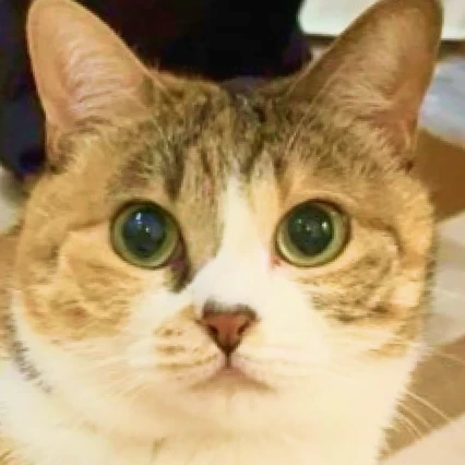 里親募集中の猫 たま