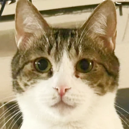 保護猫のダミー写真