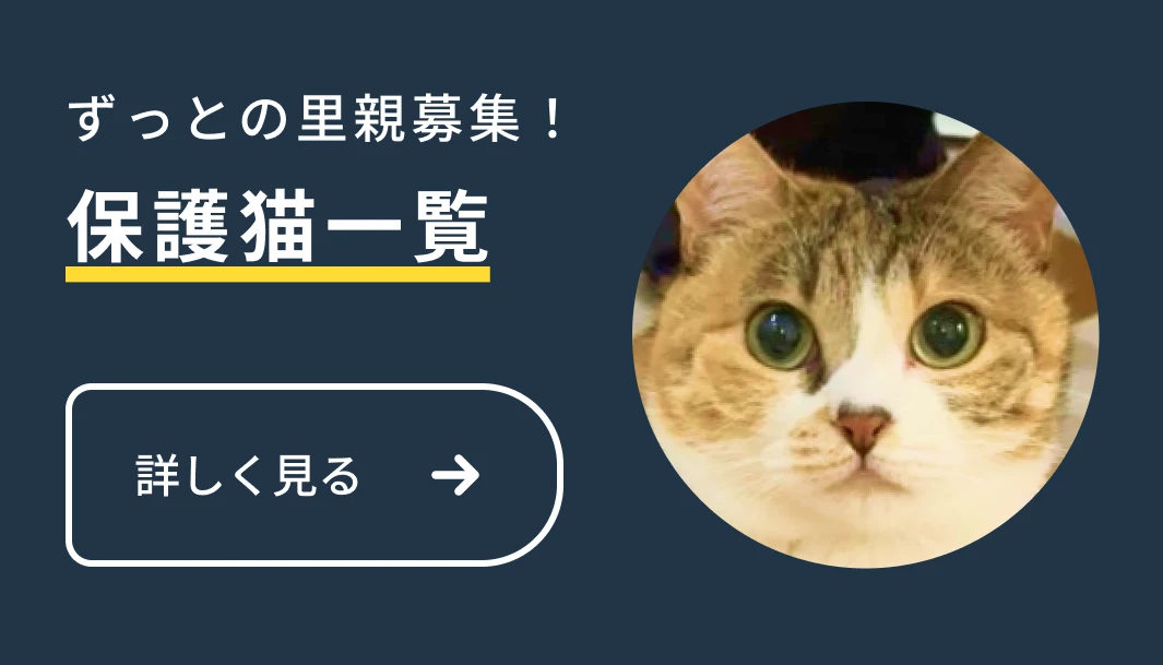 保護猫一覧