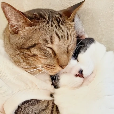 かごにゃんの保護猫