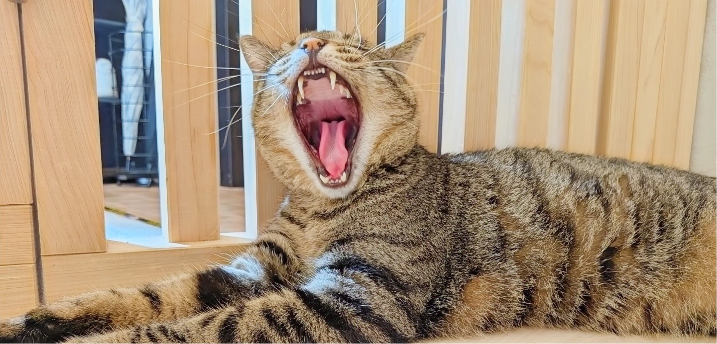 あくびをする保護猫