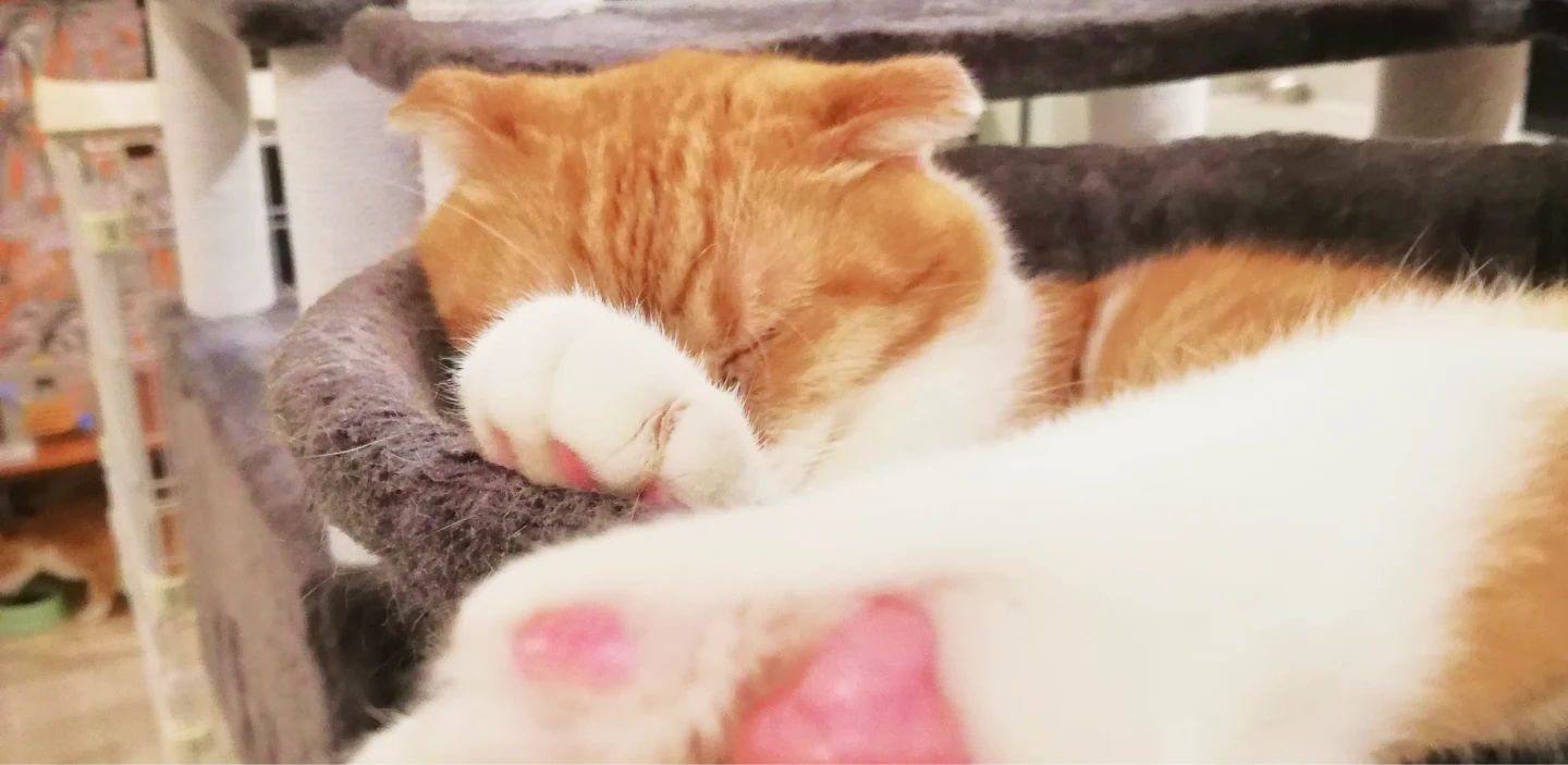保護猫たちの暮らしの様子