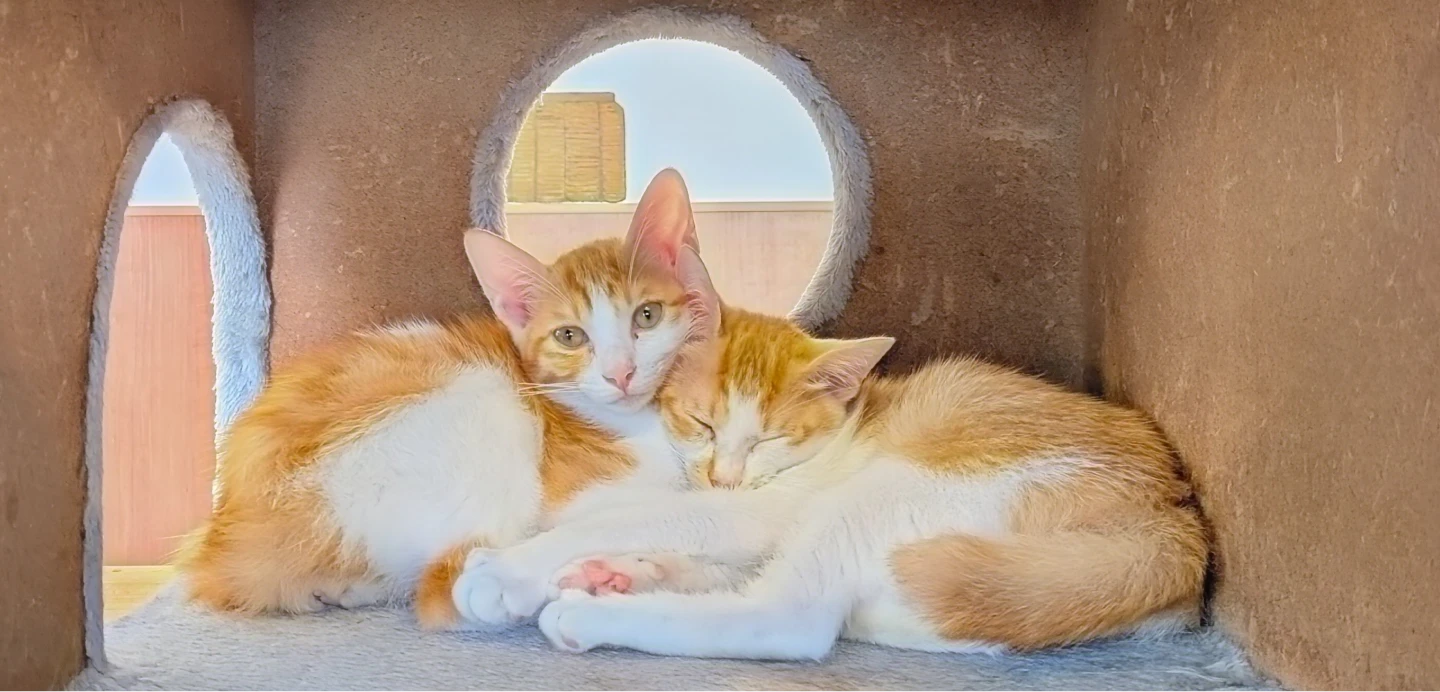保護猫と向き合う様子