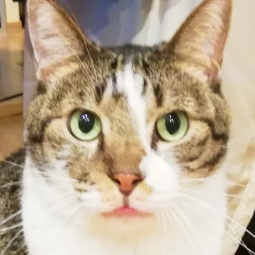 里親になったじゅま様と猫